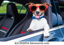 dog window car dog window car