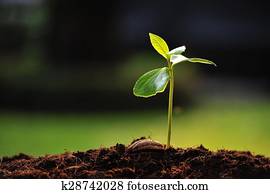 Green sprout Green sprout
