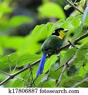 Long-tailed Broadbill