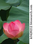 Pink Lotus