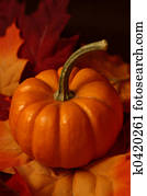 Pumpkin Leaves Pumpkin Leaves