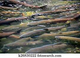 Salmon Salmon