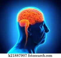 זכר מזדקן, מוח, אנטומיה