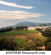 California vineyard California vineyard