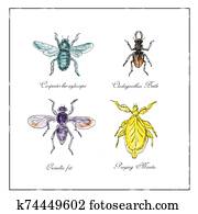 Carpenter Bee, Beetle, Oscinella Frit and Praying Mantis Vintage Collection Carpenter Bee, Beetle, Oscinella Frit and Praying Mantis Vintage Collection
