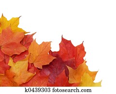 fall leaves