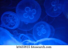 jellyfish jellyfish