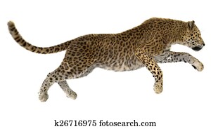 Leopard Leopard