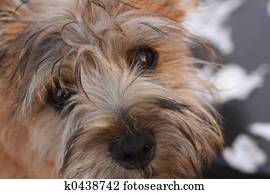 Our dog Mac Our dog Mac