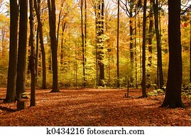 outono, floresta, paisagem