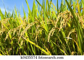 Rice Field II Rice Field II