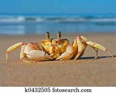Sand crab Sand crab