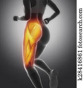 Thigh muscle female anatomy Thigh muscle female anatomy