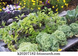 Vegetable Garden Vegetable Garden