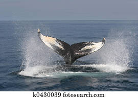 Whale Watching Whale Watching