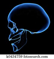 גולגולת אנושית