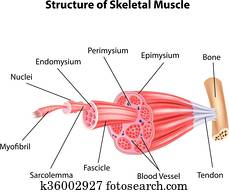 דוגמה, של, בנה, של השלד
