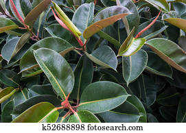 شجرة المطاط Ficus Elastica ألبوم الصور K52688893 Fotosearch
