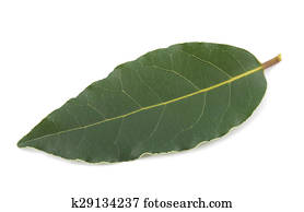 月桂樹 離開 樹籬 的 綠色 月桂樹 灌木影像 K Fotosearch 月桂樹 離開 樹籬 的 綠色 月桂樹 灌木影像 K Fotosearch