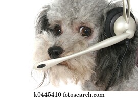 Customer Service Poodle Customer Service Poodle