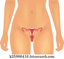 Female reproductive system