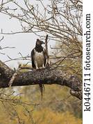 Martial Eagle