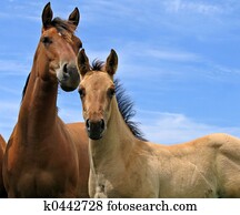 Quarter Horses Quarter Horses