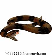Snake-Death Adder Snake-Death Adder