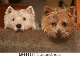 Stairway Dogs Stairway Dogs
