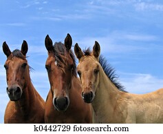 Three quarter horses Three quarter horses