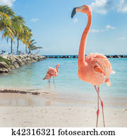 três, flamingos, praia