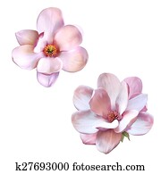 beautiful magnolia, Spring flower isolated beautiful magnolia, Spring flower isolated