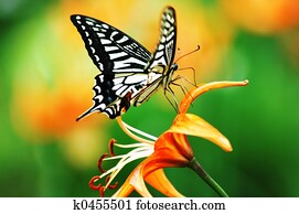Butterfly Butterfly