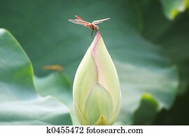 Dragonfly Dragonfly