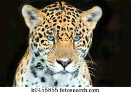 head shot jaguar head shot jaguar