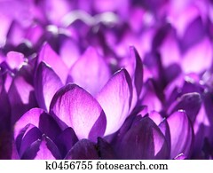 spring crocus