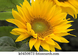 sunflower sunflower