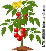 Cartoon tomato plant isolated on white illustration Cartoon tomato plant isolated on white illustration