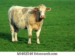 Cow Cow
