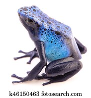 Dendrobates azureus, poison dart or arrow frog