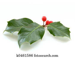 holly