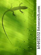 Lizard on Leaf Lizard on Leaf
