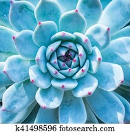 miniatura, suculento, plantas, em, jardim