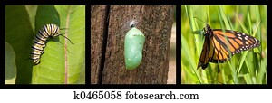 Transformation Transformation