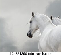 white horses white horses