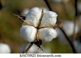 Cotton Boll Cotton Boll