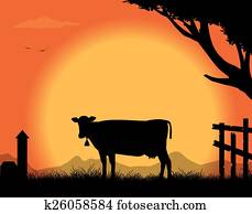 cow cow