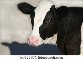 Cow Cow