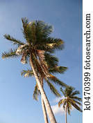 Lazy Palm Trees in Tropical Climate