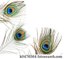 Peacock Border Peacock Border